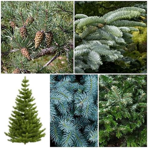 Christmas Tree Seed Collection. 5 Packets of Seeds. Includes - Etsy UK ...