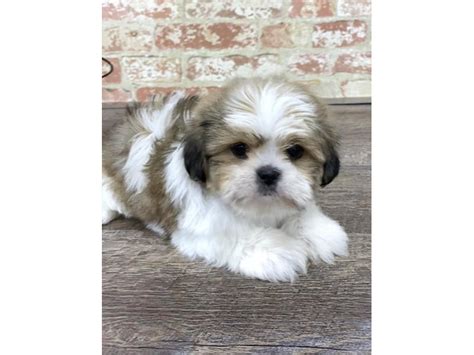 Shih Tzu-DOG-Male-Gold / White-2683453-Petland Pets & Puppies Chicago Illinois