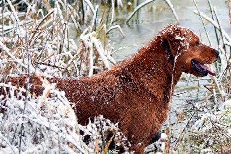 Are Golden Retrievers Hunting Dogs