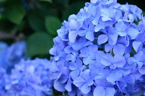 Hortensia Flower Meaning - Home Alqu