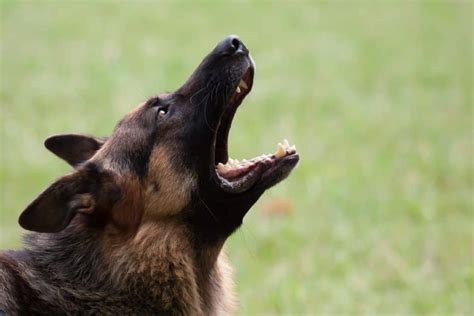 German Shepherd Aggression: Why and What to Do About It – The German Shepherder