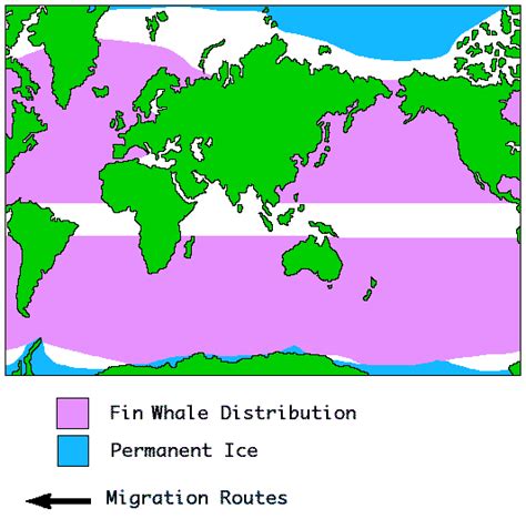 Whales on the Net - Fin Whale Distribution