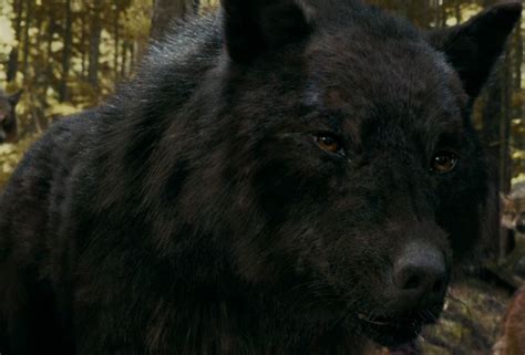 Image - Sam loup 2.jpg | Wiki Twilight | FANDOM powered by Wikia