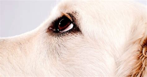 Cloudy Eyes In Dogs (Possible Causes) - Emergency Vet 24/7