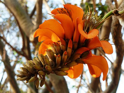 Image result for coast coral tree | Zierpflanzen, Schöne blumen, Samen