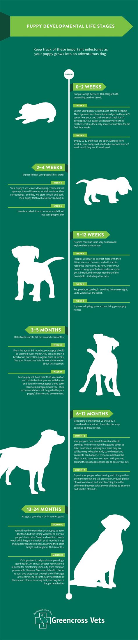 Puppy Development Life Stages - Greencross Vets