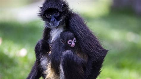 Baby spider monkey at Taronga Western Plains Zoo | Daily Liberal | Dubbo, NSW