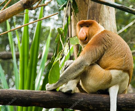 Proboscis Monkey — Stock Photo © Webitect #2576525