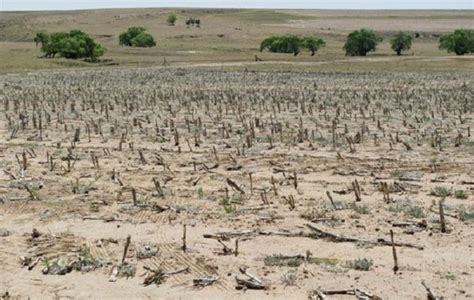 Negative effects of Western Cape drought on South Africa’s agricultural ...