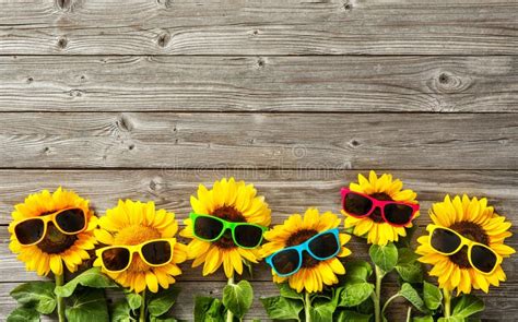 Sunflowers with sunglasses stock photo. Image of garden - 76887692