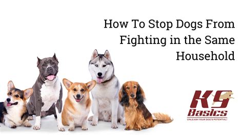 How to Stop Dogs From Fighting in the Same Household