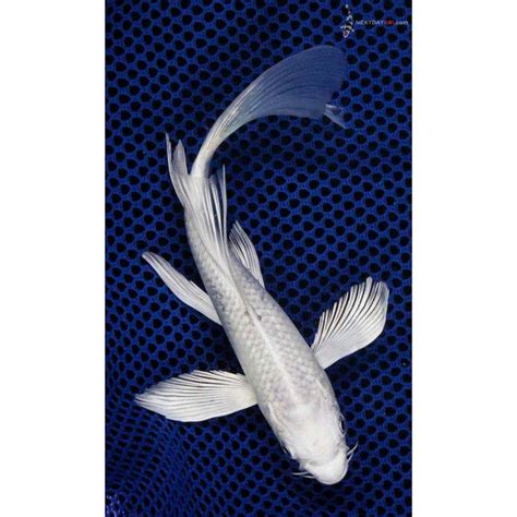 platinum butterfly koi price 6” platinum ogon butterfly koi - thekoifish