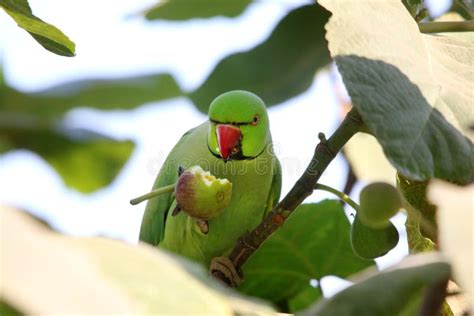 540 Parrot Eating Fruit Photos - Free & Royalty-Free Stock Photos from Dreamstime