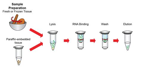 Total RNA Isolation Kit (Tissue) – GeneDireX, Inc.