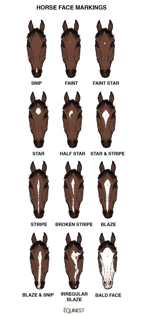 Different markings of a horse and the names Most Beautiful Horses, Pretty Horses, Horse Love ...