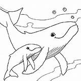 The Amazing Whale Coloring Pages PDF To Print sketch template