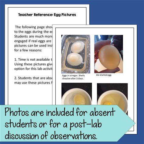 Osmosis Egg Lab Experiment - Suburban Science