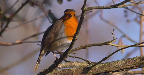 robin bird song cinemagraph Stock Footage Video (100% Royalty-free) 1008438304 | Shutterstock