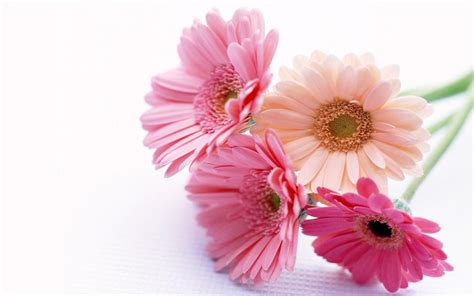 Gerbera Flowers Wallpapers