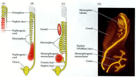 ZOOLOGY: PRO , MESO AND METANEPHRIC KIDNEYS