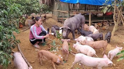 Pig care. Making sow feed is special. (Episode 139). - YouTube