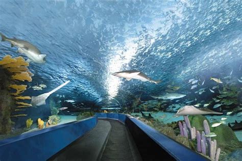 TripAdvisor | Ripley's Aquarium Myrtle Beach Admission provided by ...