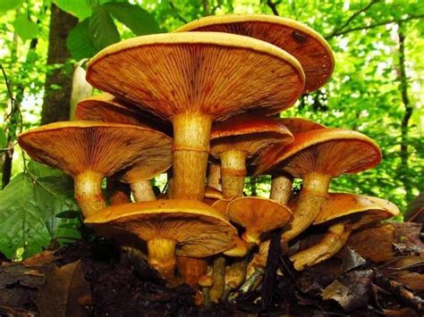 Gymnopilus junonius - Alchetron, The Free Social Encyclopedia