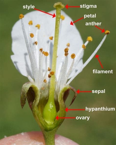 Carpel - Tree Guide UK Carpel ovary style stigma gynoecium pistil