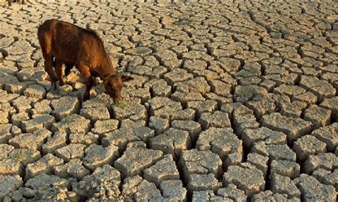 What is it like to live in a drought as a farmed animal? - Animal Agriculture and Climate Change