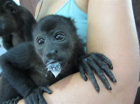 | The Monkey Farm - Costa Rica | Ride Horses on the Beach