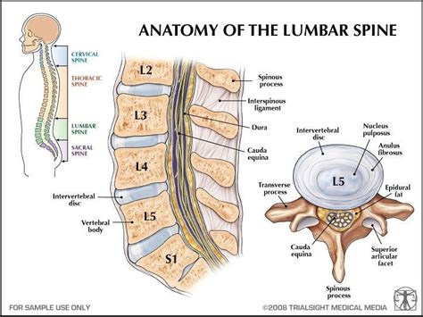 Anatomy of the lumbar spine | Back stretches for pain, Best lower back stretches, Lumbar