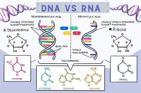 What is RNA and what is its function? · Get a professor