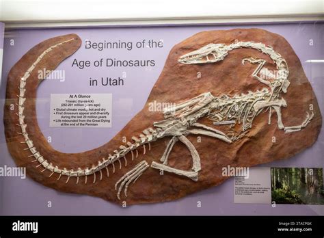 Skeleton cast of a coelophysis, Coelophysis bauri, in the USU Eastern ...