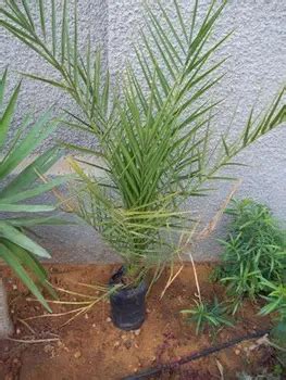 Barhi Palm Tree - Buy Date Palm Tree Barhe Product on Alibaba.com