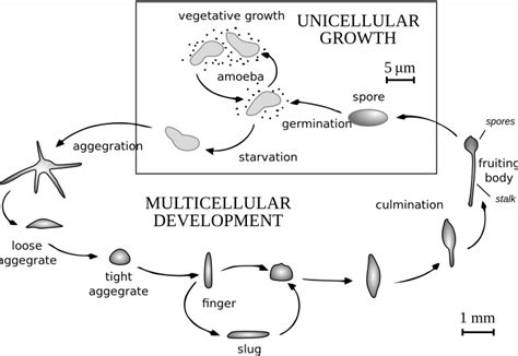 Dictyostelium: a cellular slime mold – Inanimate Life