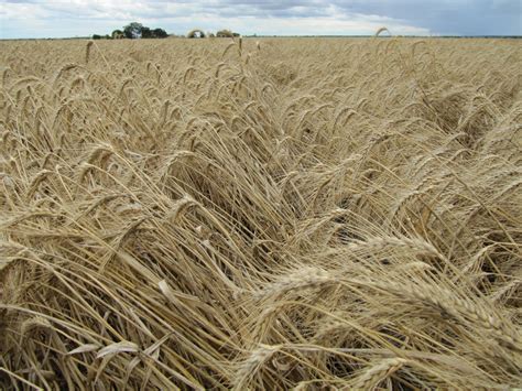 Los Angeles Bread Bakers: Wheat Growing Terms