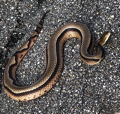 Rare striped copperhead snake found in Mississippi