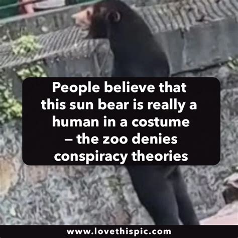 People believe that this sun bear is really a human in a costume — the ...