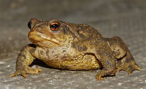 Fotos gratis : naturaleza, fauna silvestre, macro, sapo, anfibio, de cerca, Animales, vertebrado ...