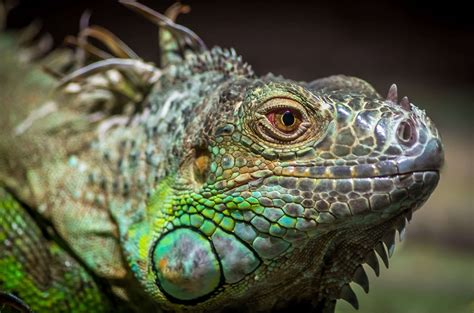 Green Iguana Habitat, Diet & Reproduction - Sydney