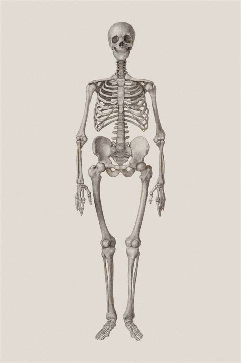 Human Skeleton Drawing| Anatomy Art Prints | Surface View