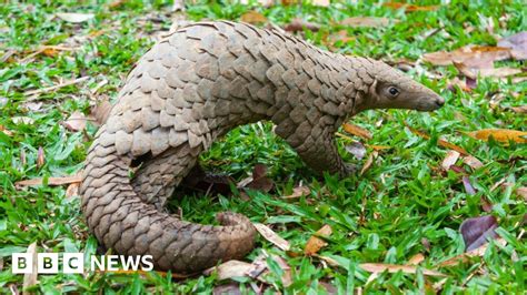 Nigeria burns $1.4m-worth of pangolin scales in anti-trafficking stand ...