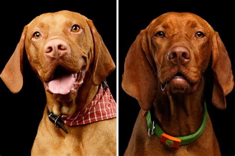 Hungarian Vizsla Colors: A Guide To Standard Vizsla Coat Colors | It's ...