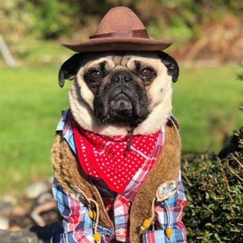 25 Trendy Pug Halloween Costumes - The Paws