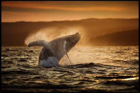 Humpback Whale Breaching at Sunset | Megattera, Tatuaggi a tema balena ...