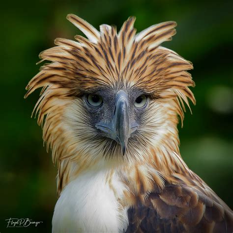 Wildlife photographer gets recognized for photo of PH Eagle in P1,000 bill | Inquirer News