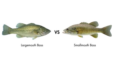 Largemouth Vs Smallmouth Bass Differences Explained