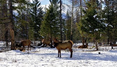 Jasper to Banff Winter Tour | Banff National Park