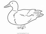 Mallard Duck Standing On One Leg Coloring Page For Kids  Free Ducks sketch template
