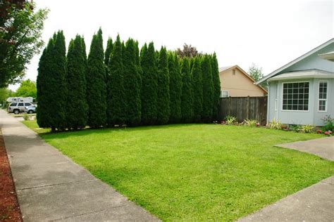 Fast Growing Trees for Privacy | Sesmas Tree Service